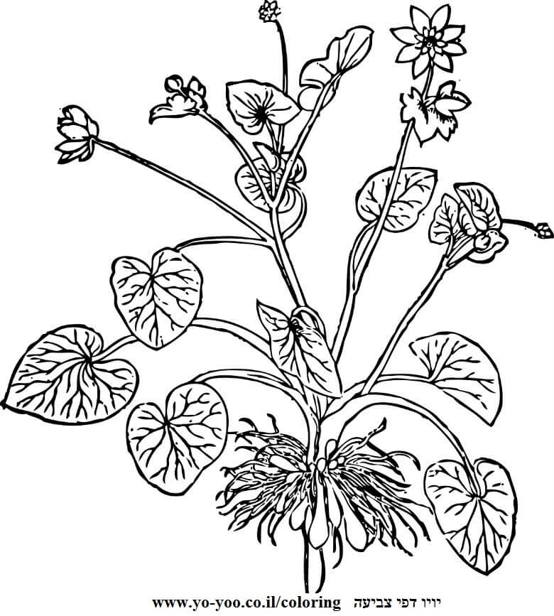 פרח לצביעה  פרח לצביעה