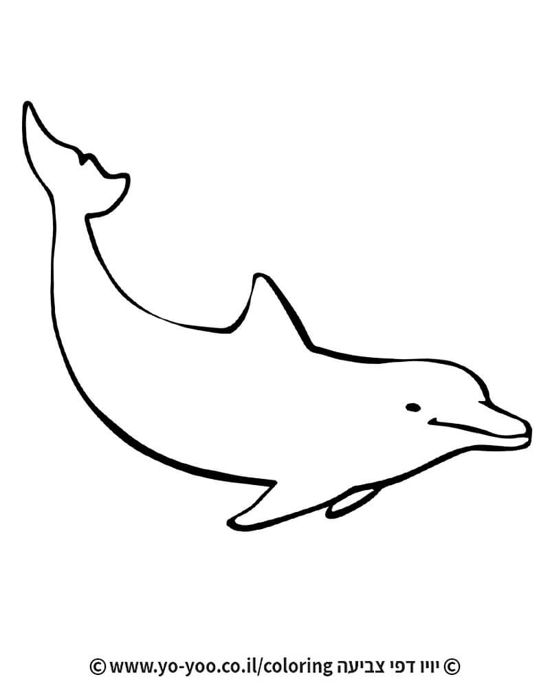 צביעת דולפין