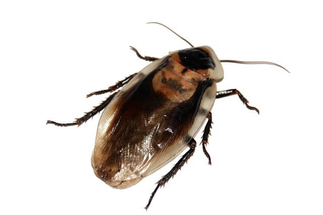 '