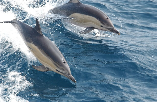 דולפינים קופצים 