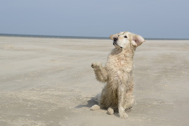 כלב בחוף