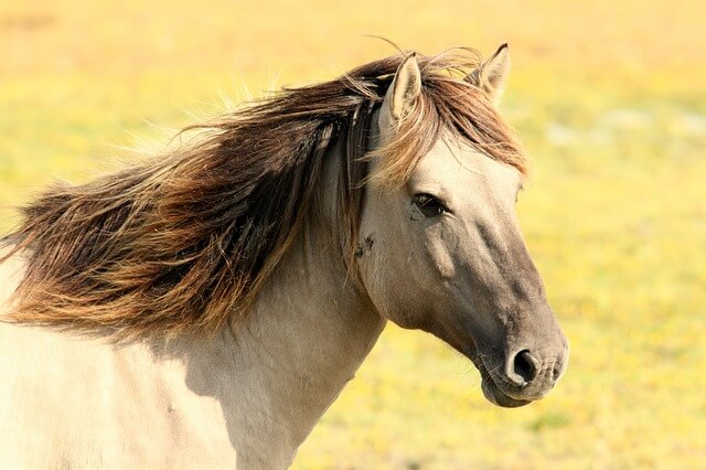 תמונות של סוסים