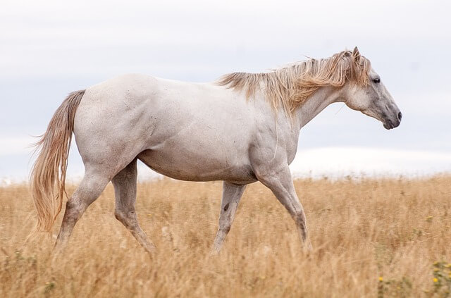 סוס לבן