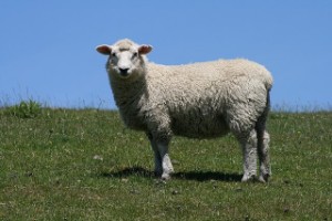 כבשה