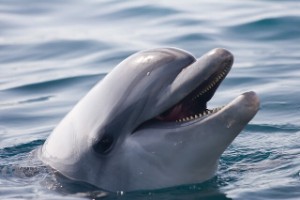 דולפין חמוד