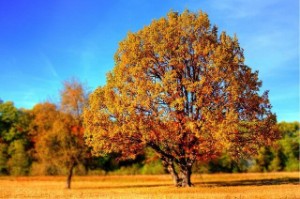 עץ בסתיו