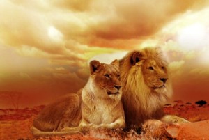 אריה ולביאה