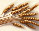 תמונת משחק זיכרון להדפסה