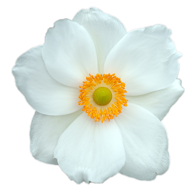 flower-2365003_640