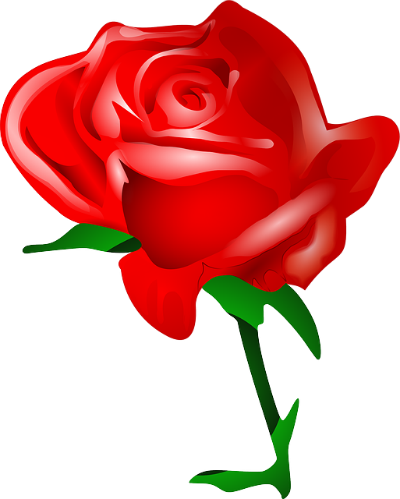 rose-31411_640
