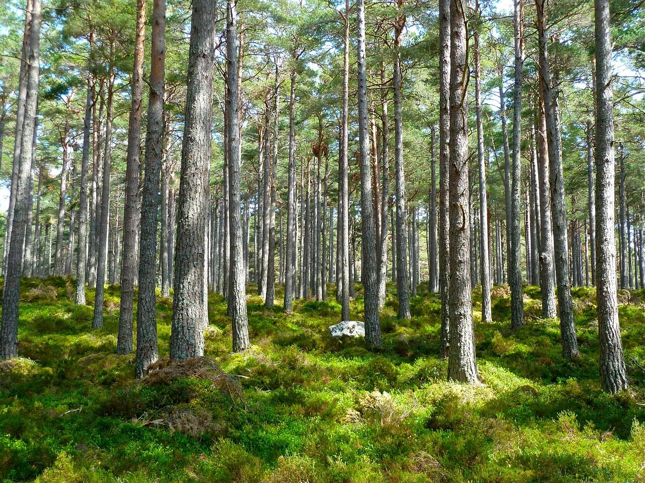 רקע של יער 