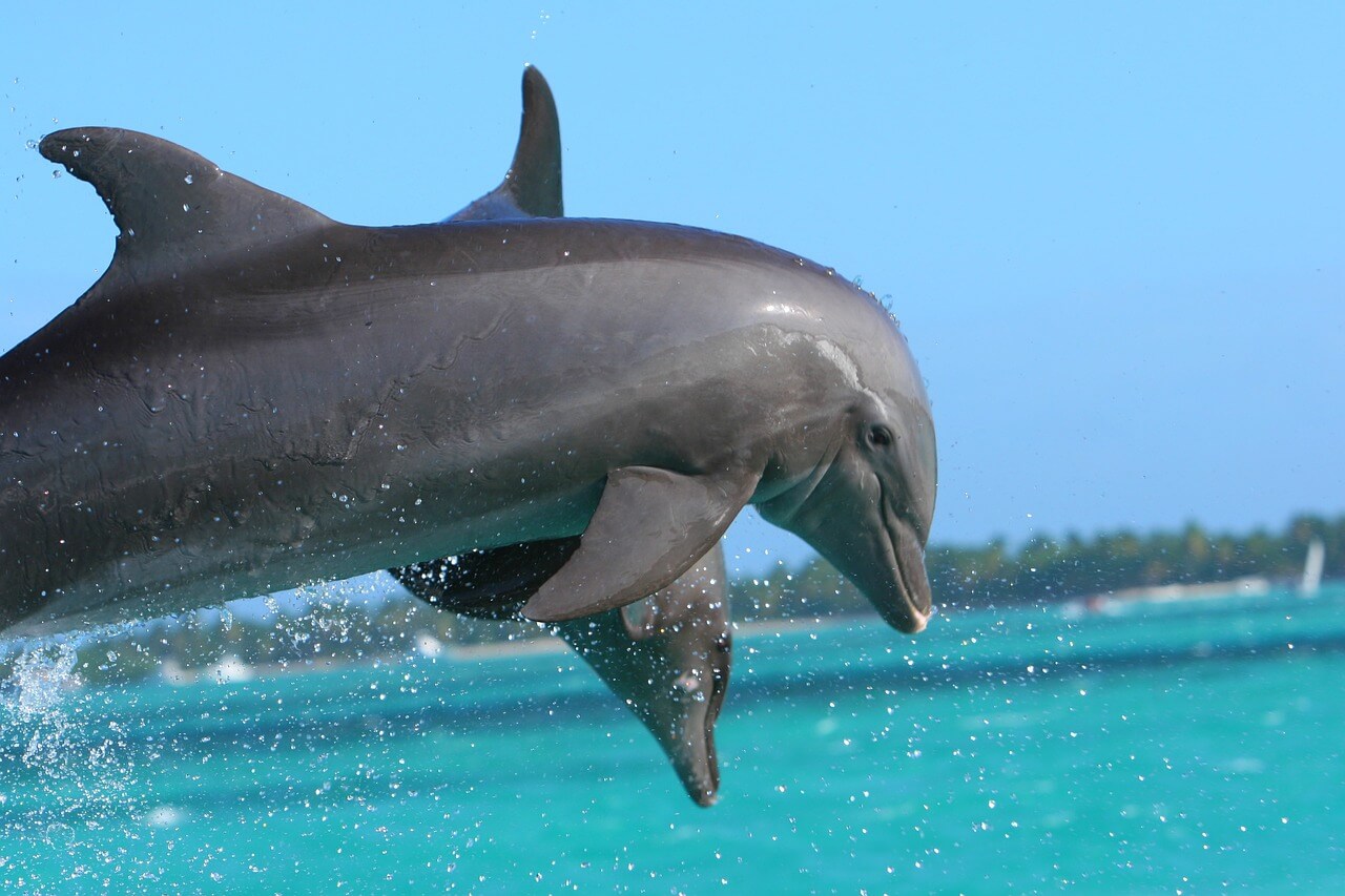 רקע של דולפינים
