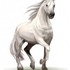 howrse-  