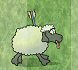 הכבשים בורחות